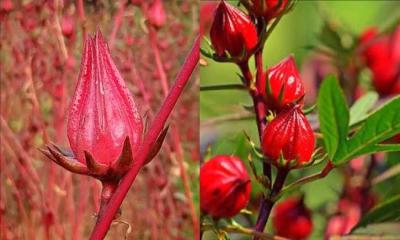 বাণিজ্যিকভাবে চাষ করলে সম্ভাবনাময় একটি খাতে পরিণত হতে পারে টকপাতা