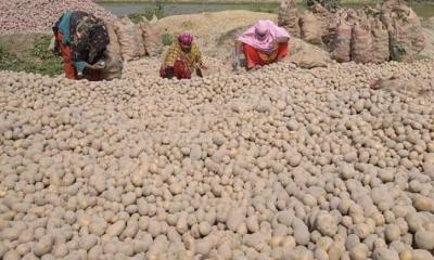 তানোরে আলু চাষিদের মাথায় হাত