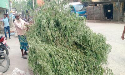 প্রশাসনের যৌথ অভিযানে ৫২৬০টি গাঁজা গাছ উদ্ধার