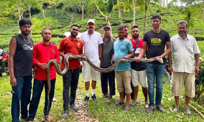 শ্রীমঙ্গল ও কমলগঞ্জে একদিনে বিশাল আকৃতির দুই অজগর উদ্ধার