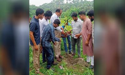 মুকসুদপুরে ছাত্রদলের বৃক্ষরোপণ