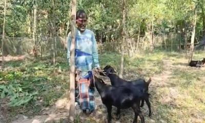 ভালুকায় ফখরউদ্দিন আহমেদ বাচ্চুর সম্মানে দিনমজুর আলালের দুটি খাসি উৎসর্গ