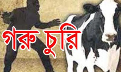 ভোলার চরাঞ্চলে এক সপ্তাহে ৫০টি গবাদিপশু চুরি