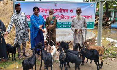 নালিতাবাড়ীতে ভিক্ষুক পুনর্বাসনে ছাগল বিতরণ কর্মসূচির উদ্বোধন
