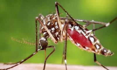 ডেঙ্গুতে আরও ৪ জনের মৃত্যু, নতুন ভর্তি ১,০৪১