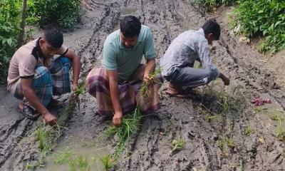 পৌরসভায় ৭ সড়কে খানাখন্দে জনদুভোর্গ রামগতিতে সড়কে ধানের চার রোপন করে প্রতিবাদ