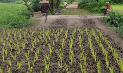 সড়কে ধানের চারা রোপণ করে কোটচাঁদপুরে গ্রামবাসীর ভিন্নধর্মী প্রতিবাদ, নির্বাহী কর্মকর্তার আশ্বাস