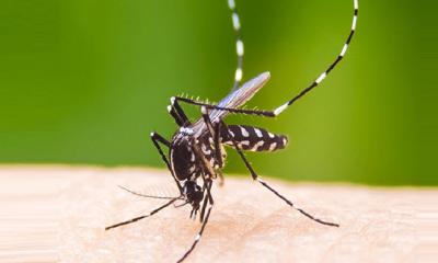 ডেঙ্গুতে আরও ৩ জনের মৃত্যু, নতুন ভর্তি ৭৩৫ জন