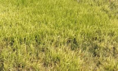 তানোরে বিএমডিএ‍‍`র বীজে বিপর্যস্ত বীজতলা নিয়ে হতাশ বোরো চাষীরা