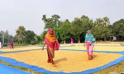 সোনালি ফসল ঘরে তুলতে ব্যস্ত গৃহিণীরা