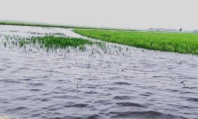 অতিবৃষ্টি ও অপরিকল্পিত বাঁধে খালিয়াজুড়িতে তলিয়ে যাচ্ছে বোরো ধান
