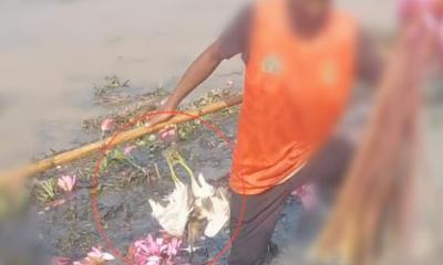 মৌলভীবাজারে হাওর-বিলে বেড়েছে পাখি শিকারিদের দৌরাত্ম্য