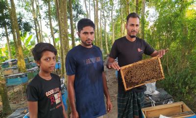 তিতাসে ভ্রাম্যমাণ মৌমাছি পালন: বছরে আয় ৭–৮ লাখ টাকা