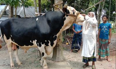 মান্দায় বিশালাকৃতির ‘নবাব’