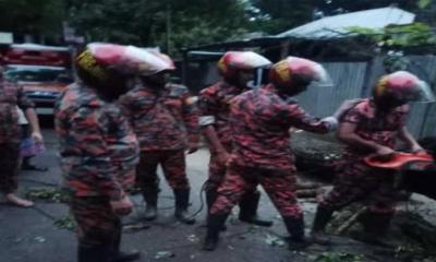 চরভদ্রাসনের বাবলাতলায় শিশু গাছ উল্টে যোগাযোগ বিচ্ছিন্ন
