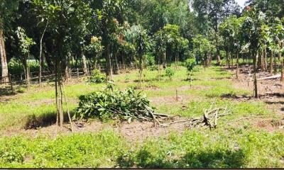 সাদুল্লাপুরে এনসিপি নেতার বাবার আমবাগান কেটে সর্বনাশ