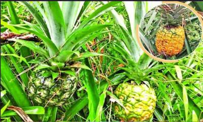 বিদেশি জাতের আনারস স্থানীয় কৃষকদের নতুন আশা জাগিয়েছে