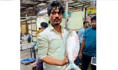 চাঁদপুরে এক ইলিশ বিক্রি ১৩ হাজার টাকায়