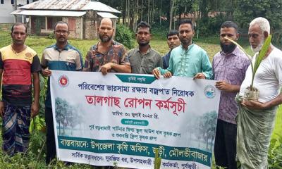 জুড়ীতে পরিবেশের ভারসাম্য রক্ষায় তালগাছ রোপণ
