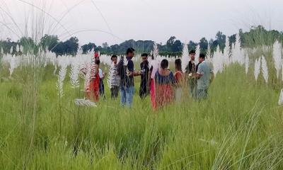 শরতের কাশফুলে সেজেছে মাভাবিপ্রবি, প্রকৃতির নতুন সাজে