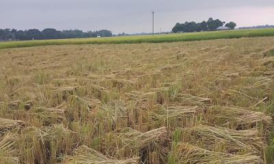 তানোরে জমি থেকে আধাপাকা ধান চুরির অভিযোগ