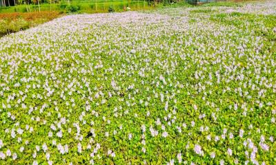 নদীতে পানার ফুলের অপূর্ব শোভা, প্রকৃতির রঙে রঙিন সুন্দরগঞ্জের জলভূমি