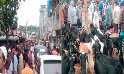 সাটুরিয়ায় কোরবানির ছাগলের হাট রাস্তায়, হাজারো মানুষের দুর্ভোগ