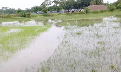 বাউফলে টানা বৃষ্টিতে কৃষি খাতে ব্যাপক ক্ষয়ক্ষতি, বিপাকে হাজারো কৃষক