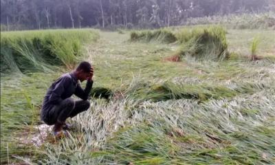 নিয়ামতপুরে অসময়ের বৃষ্টিতে আমন ধান ও রবিশস্যের ব্যাপক ক্ষতি