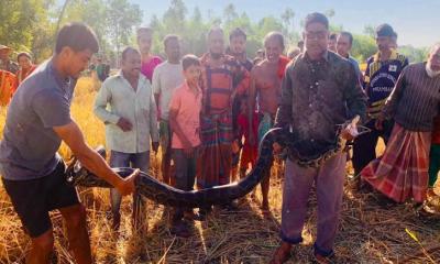 শ্রীমঙ্গলে ধান ক্ষেত ও মাছের জালে আটকা অজগর