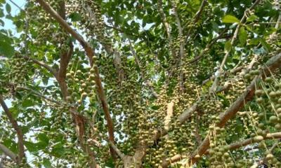 বাণিজ্যিকভাবে ‘লটকন’ চাষে সফল আতর আলী