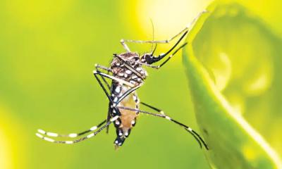 ডেঙ্গুতে একদিনে আরও ৬ জনের মৃত্যু