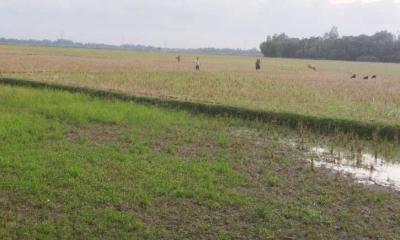 তানোরে আষাঢ়ে চৈত্রের খরতাপ, আমন রোপণে বিলম্বে দুশ্চিন্তায় কৃষক