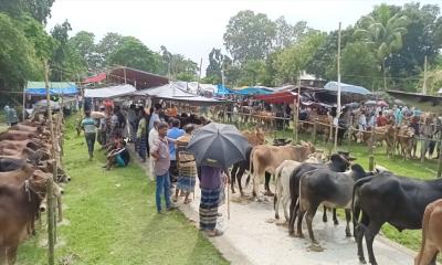 চরভদ্রাসনে জমে উঠেছে কোরবানির পশুর হাট