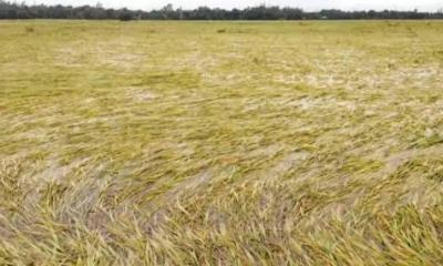 তানোরে টানা বর্ষণে বন্যায় ডুবেছে আমন ধান, হতাশ কৃষক