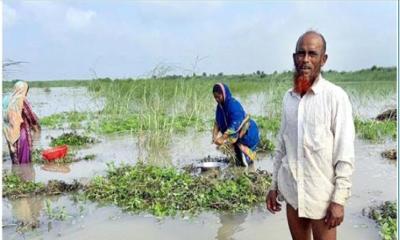 চরভদ্রাসনে পদ্মার জোয়ারে ৭০০ একর বাদাম ডুবে গেছে