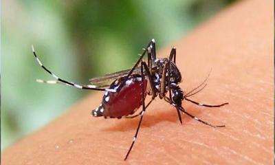 দেশে একদিনে ২১২ জন নতুন ডেঙ্গু আক্রান্ত