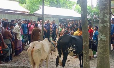 সরিষাবাড়ীতে চুরি হওয়া গরু উদ্ধার করতে সহায়তা করায় মারধর