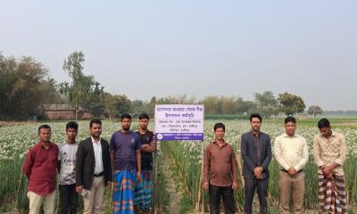পীরগঞ্জে আমদানি নির্ভরতা কাটিয়ে স্বাবলম্বী হওয়ার পথে কৃষকরা