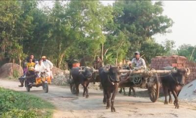 বরেন্দ্রে আধুনিকতার ছোঁয়ায় বিলুপ্তির পথে গরু-মহিষের গাড়ি