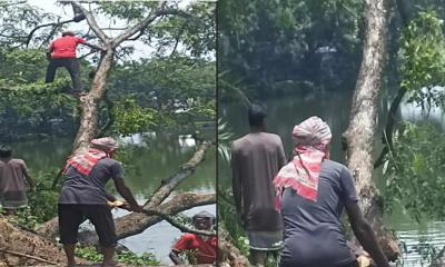 তানোরে সরকারি রাস্তার শতবর্ষী গাছ কর্তনের অভিযোগ