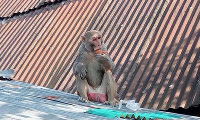 বনের দলছুট হনুমান গ্রামের লোকালয়ে — আতঙ্ক, নীরব প্রশাসন