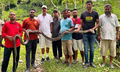 চা বাগান থেকে ১৭ ফুট লম্বা অজগর উদ্ধার