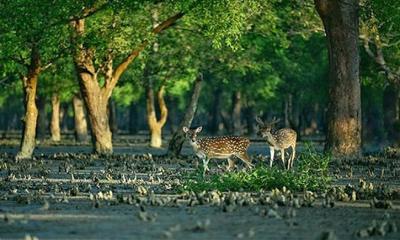 সুন্দরবনে প্রবেশে ৩ মাসের নিষেধাজ্ঞা