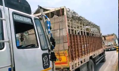 সাভার প্রাণী সম্পদ গবেষণা কেন্দ্রে ভারত থেকে আমদানি ৯৫টি উন্নত জাতের মহিষ