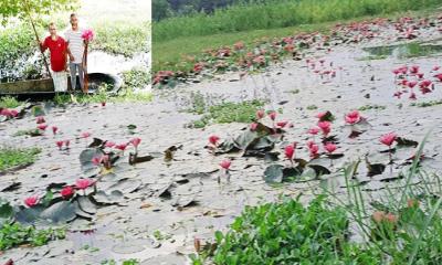 প্রকৃতিতে মুগ্ধতা ছড়াচ্ছে কালীগঞ্জে লাল শাপলা