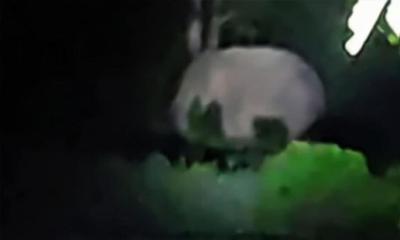 বোয়ালখালীতে লোকালয়ে নেমে এসেছে হাতির পাল