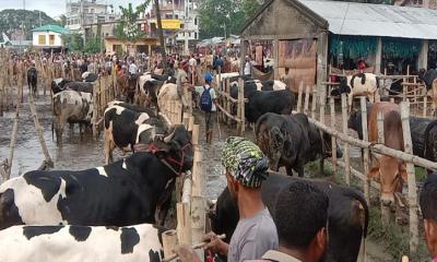 যশোরের কেশবপুরে জমজমাট কোরবানির পশুহাট, ক্রেতাদের উপচে পড়া ভিড়