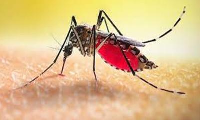 ডেঙ্গুতে একদিনে নতুন করে হাসপাতালে ভর্তি ২৪৮ জন