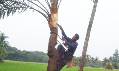 রসের জন্য খেজুর গাছ তৈরিতে ব্যস্ত অভয়নগরের গাছীরা